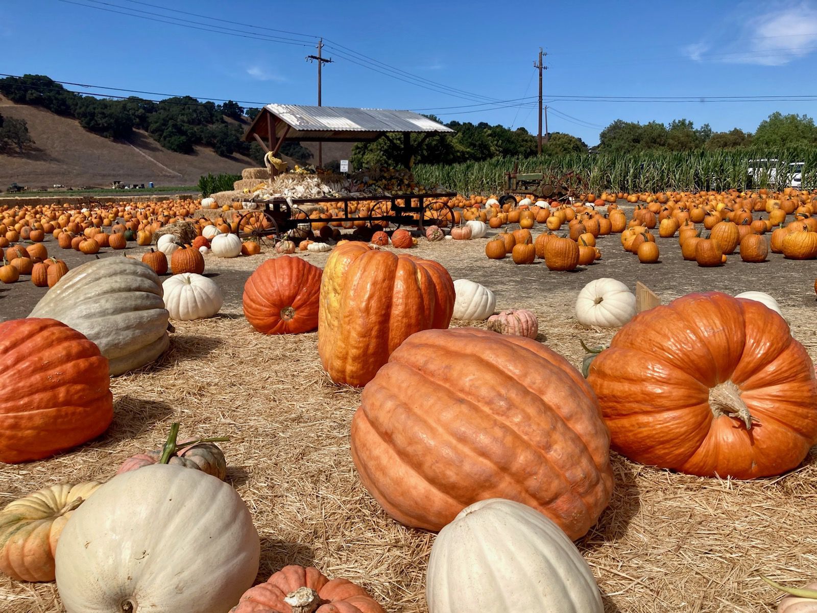 101421 Solvang Pumpkin 9.jpg